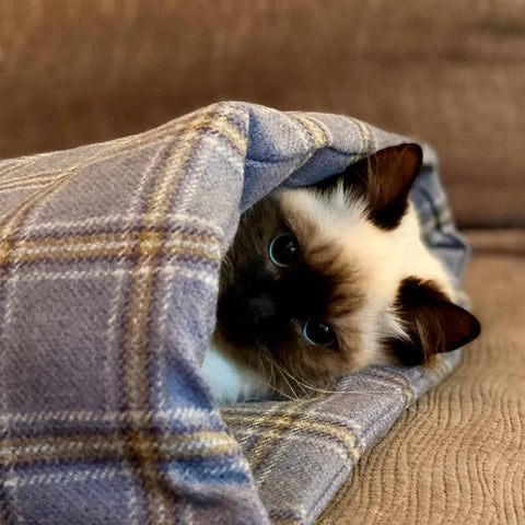 Cat sack clearance bed